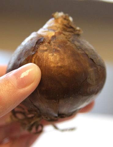 Mixed Pastel Tulips - 30 Perennial Tulip Bulbs, Jumbo Pack