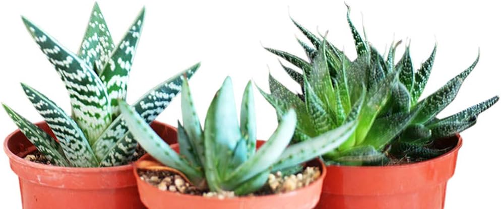 3 Different Aloe Plants - Easy to Grow/Hard to Kill! - 3" Pots