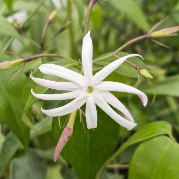 Live Angel Wing Jasmine (Jasminum Nitidum) Plants - Fragrant, White Blooming Evergreen Shrub for Any Garden (4 jas Angel Bags)