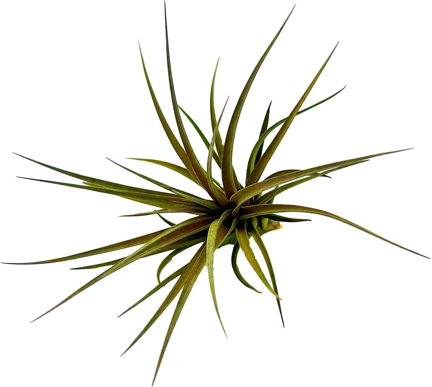 Air Plants - Flowering Tillandsia Stricta Large 5" - 2ct - Live Arrival Guaranteed - House Plants for Home Decor & Gift