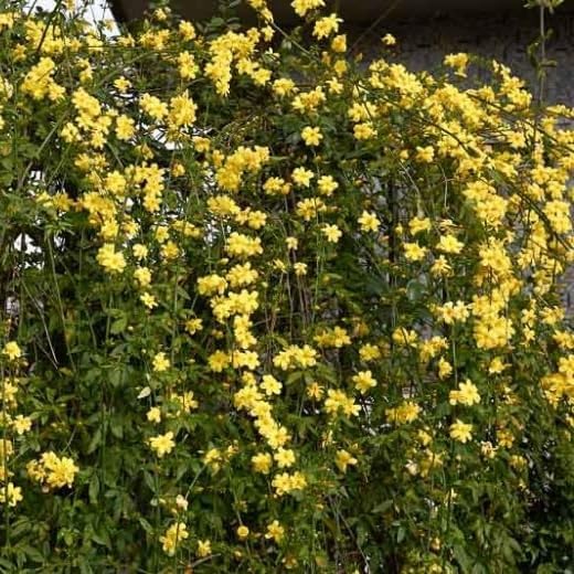 Primrose Jasmine (Jasminum Mesnyi) Live Plant - Fragrant Yellow Blooms. Japanese, Chinese, Asian. Indoor, Outdoor Shrub (4 prim jas Cups)