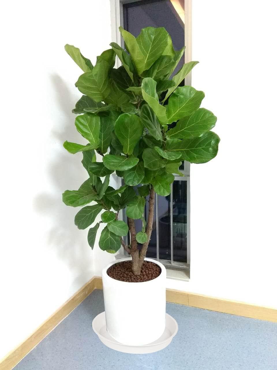 6 Pack of 12 inch Plant Saucer, Heavy Duty Plastic Plant Saucer 12" Round, Plant Tray for Pots, Flower Plant Saucers for Indoors, Plant Trays for Planter 11"/12" (12 inch, Creamy White)