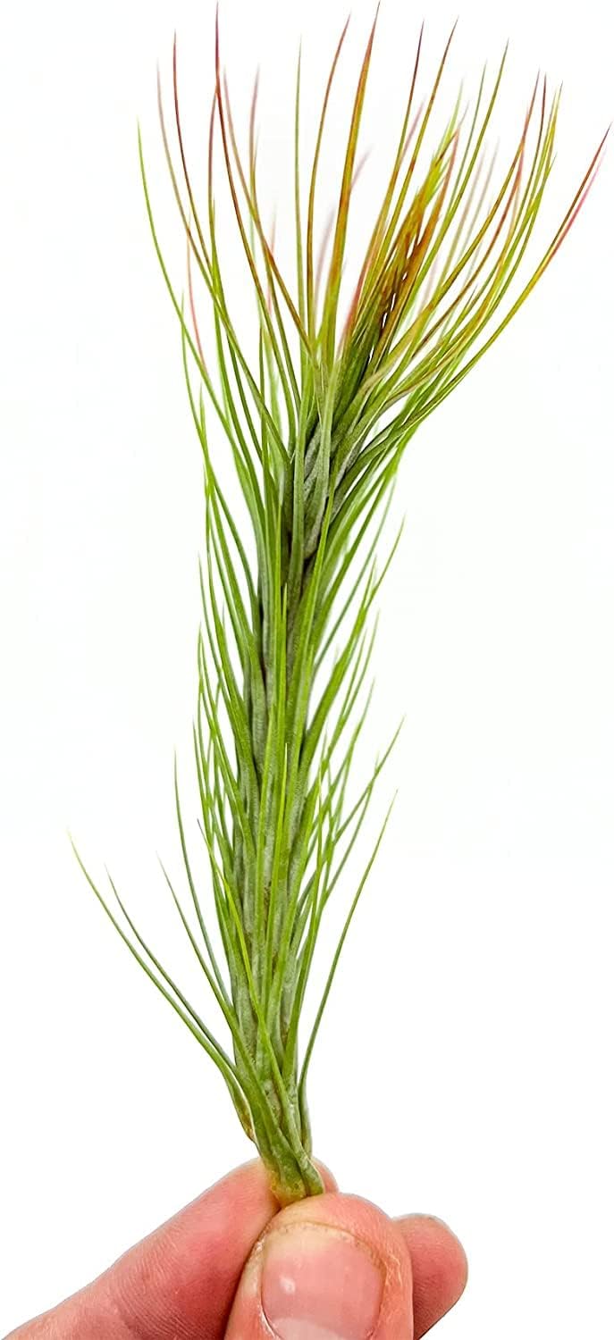 Air Plants - Tillandsia Funckiana Hybrid, Large 5-7" - 2ct - Live Arrival Guaranteed - House Plants for Home Decor & Gift
