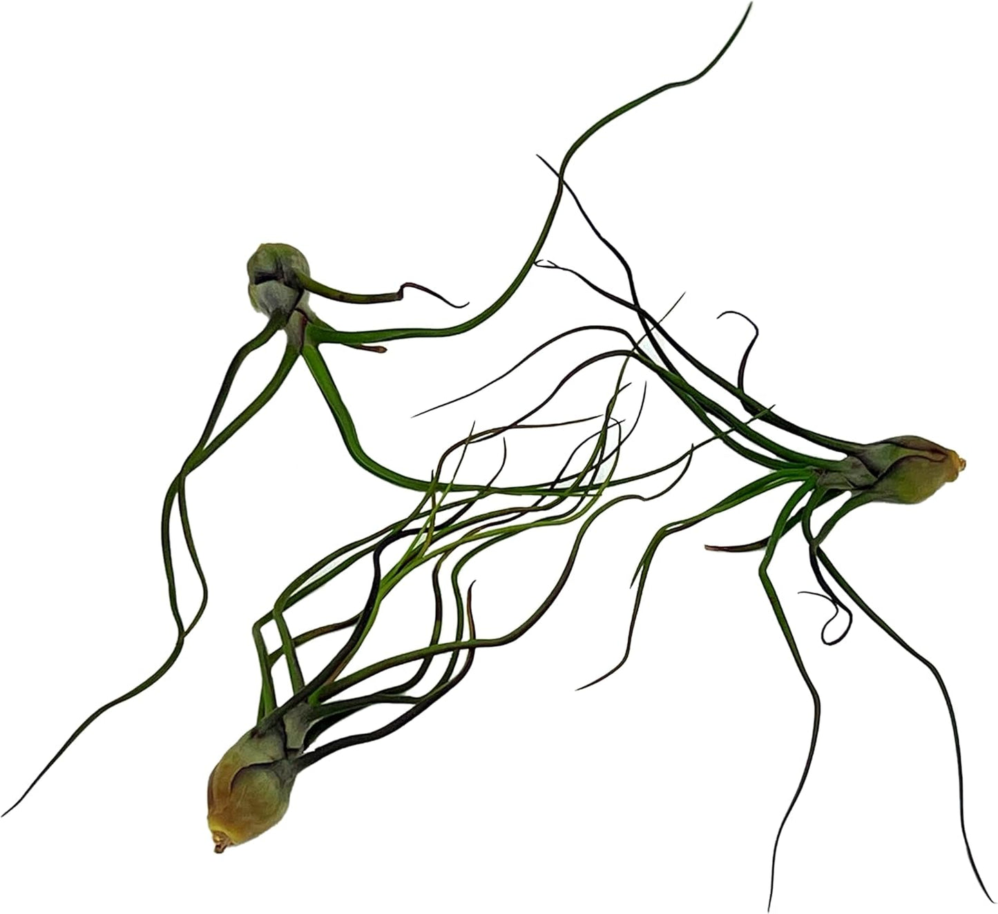 Air Plants - Flowering Tillandsia Bulbosa Guatemala, Large 3-5" - 3ct - Live Arrival Guaranteed - House Plants for Home Decor & Gift