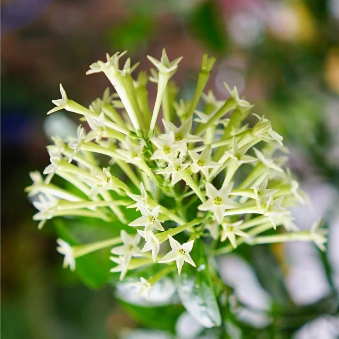 Night Blooming Jasmine Live Plant - Cestrum Nocturnum. Fragrant Flowering Shrub for Garden, Patio or Window (4 ngt.jas sacs)
