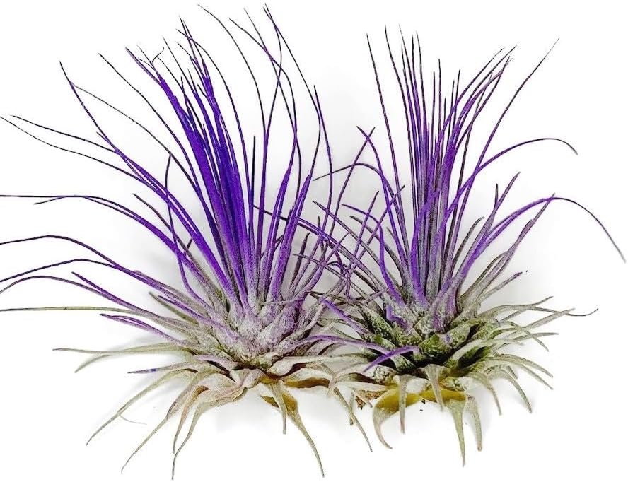 Thin Air Plant, Guatemala Tillandsia Live Airplant, Healthy Arrival Guaranteed, Great Indoor Plant, Home Decor & Gift (2 Purple)