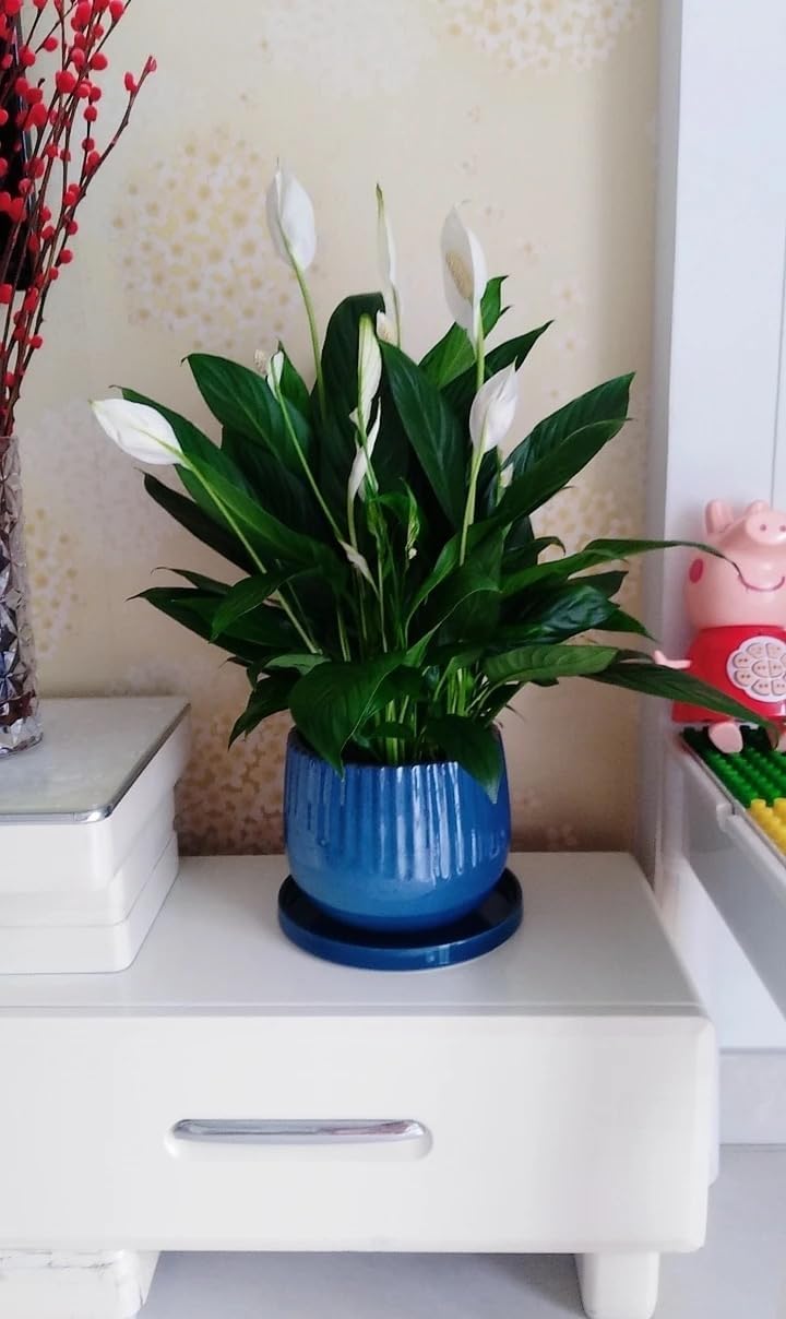 2 Pack Ceramic Plant Saucer Pot Tray 7 Inch, Planter Saucers 4 5 6 7 8 9 10 11 12 13 Inch for Indoors Outdoor, Durable Sturdy Flower Drainage drip Water Tray for Glazed Pots Base (7 Inch-Blue)