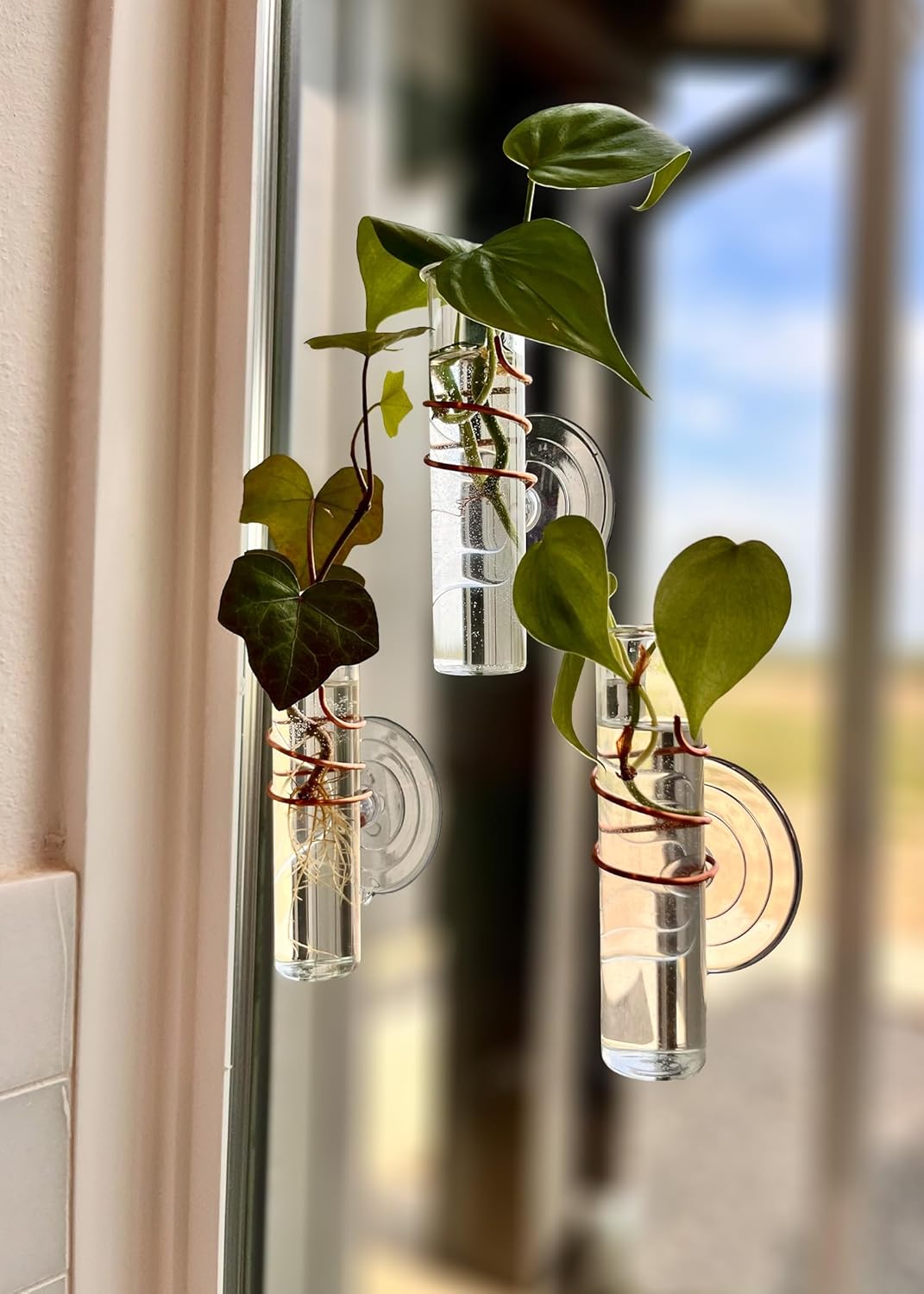 The Little Window Propagator | Window Propagation Station with Removable Glass Tubes, Indoor Plant Clippings, Cut Flowers, Herbs, Succulents | Home Decor | Plant Lover Gift (3)