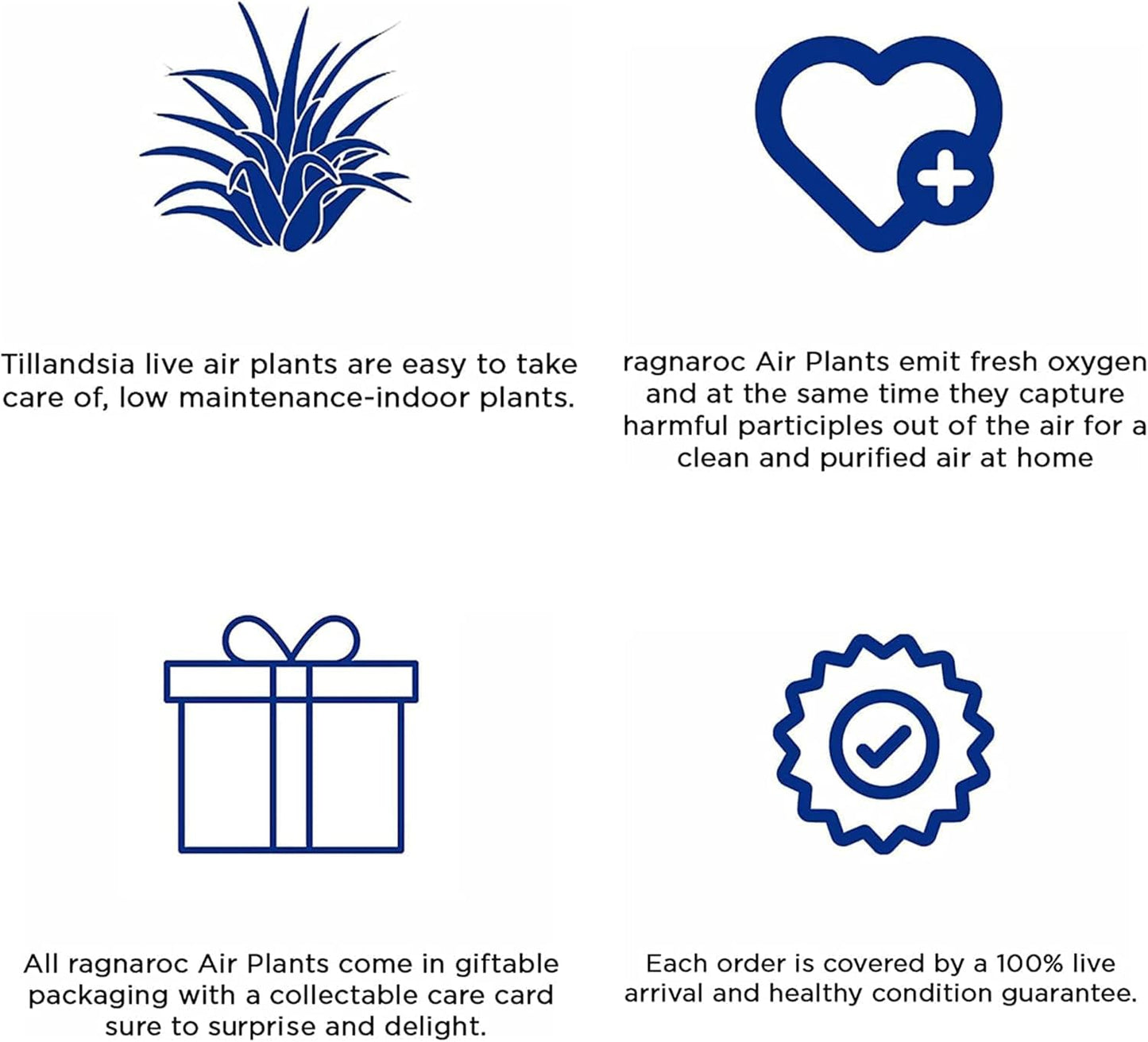 Air Plants - Tillandsia Seleriana, Large 4-6" - 5ct - Live Arrival Guaranteed - House Plants for Home Decor & Gift