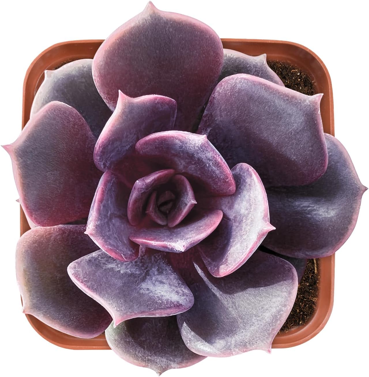 Live Succulent Echeveria Red Robe, Approx 2-inch Large, Potted Succulents, Fully Rooted, Easy Care House Plants