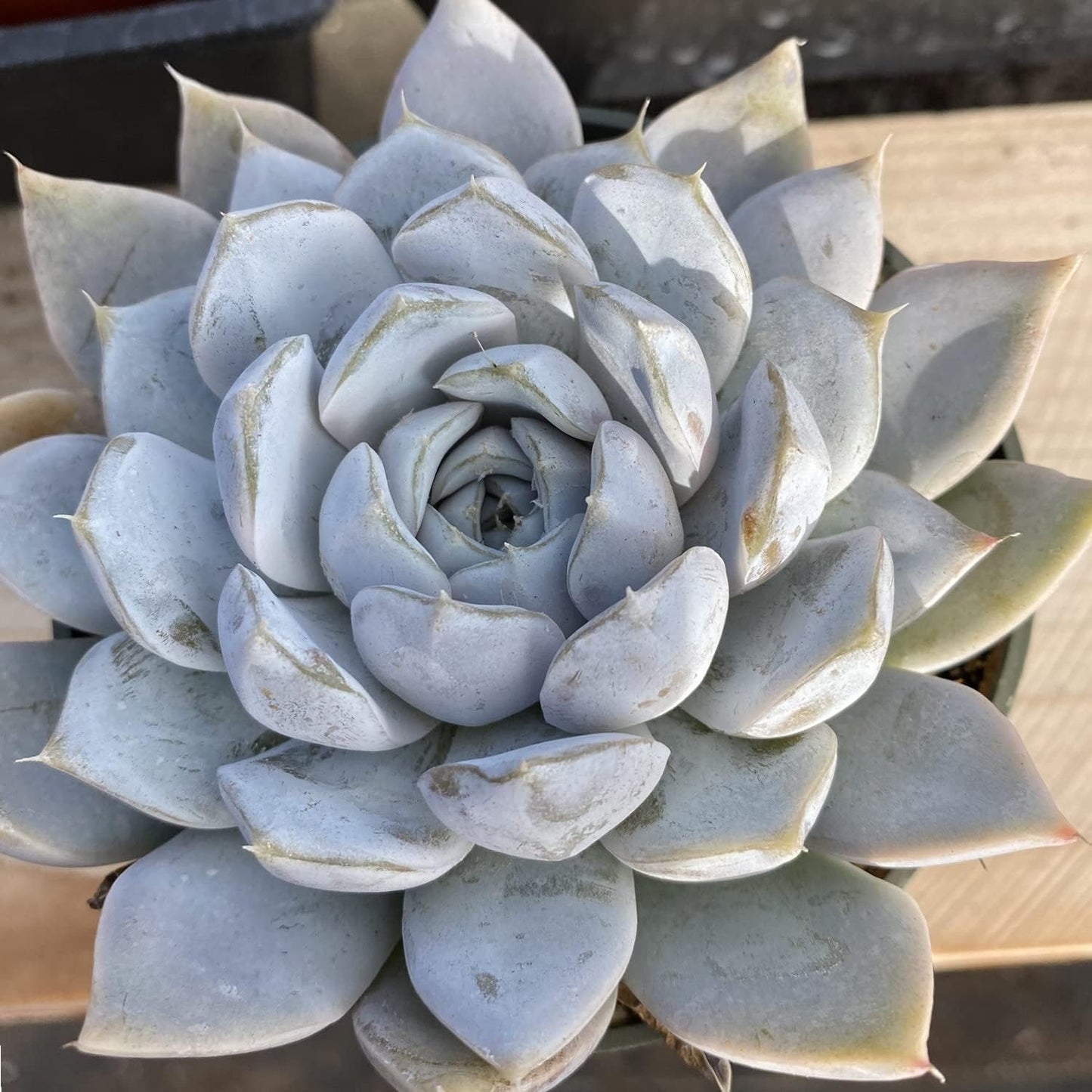 Live Succulents Echeveria Snow Bunny (4-inch), Succulent Plants Fully Rooted in Pots with Soil, Easy-Care House Plant for DIY, Home Office Decor, Wedding Party Favor