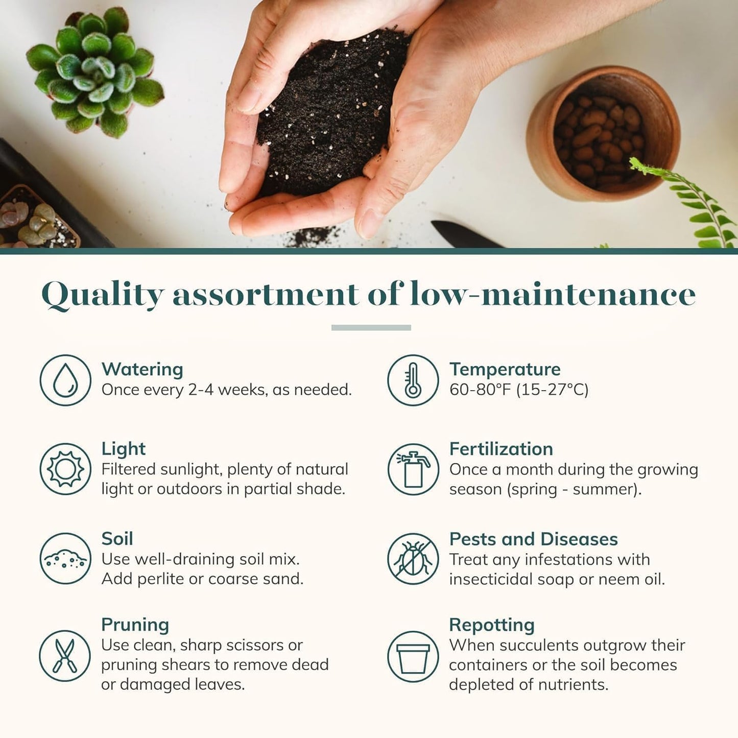 Shop Succulents Rosette Succulent Plant Pack Collection - Live Mini Succulent Plants, Low Maintenance, Floral Shaped Mix of Colors & Textures - Wedding and Party Favors, Gift & Garden, Pack of 6