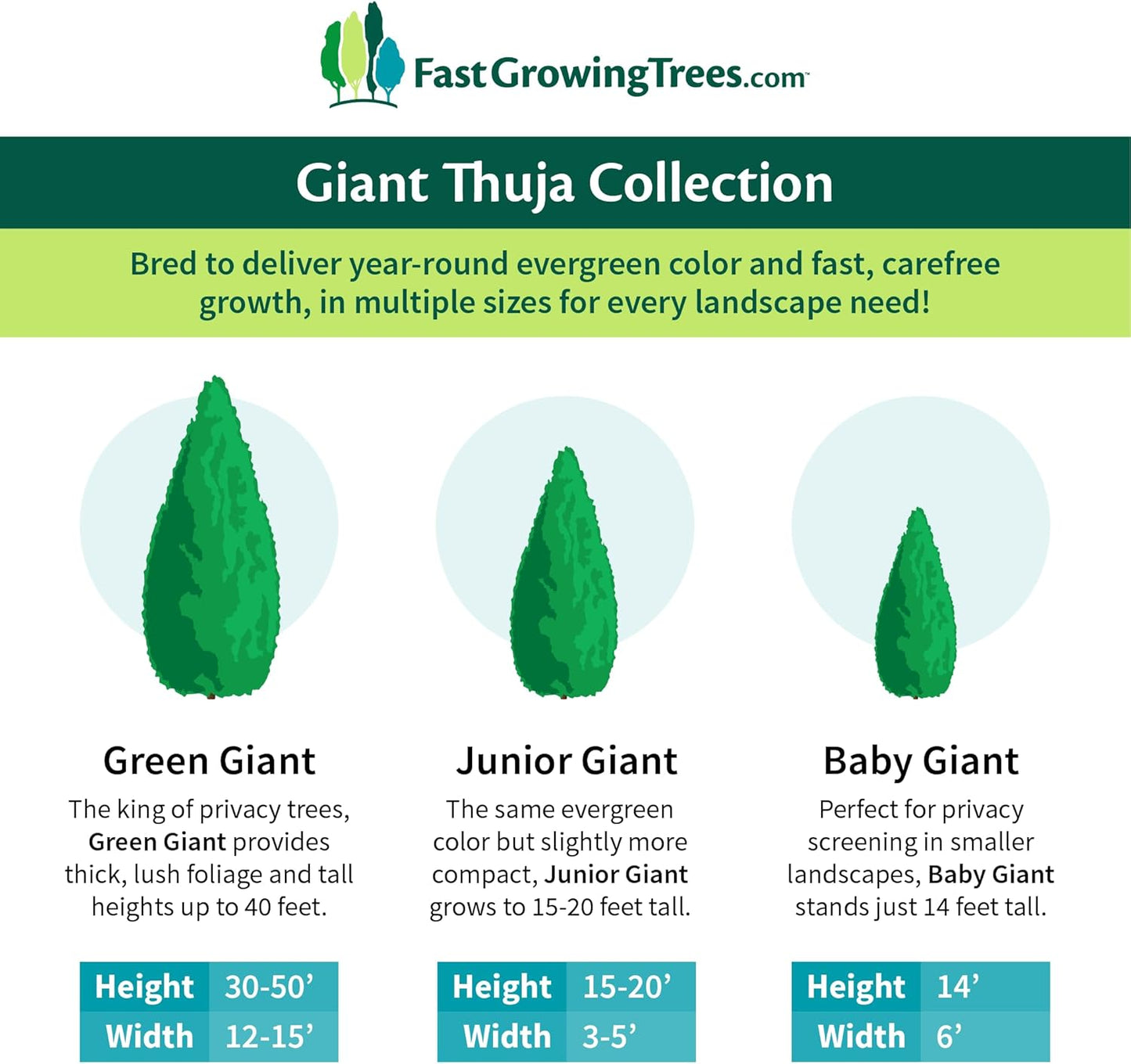 Brighter Blooms - Junior Giant Thuja Tree, 2-3 ft. - No Shipping to AZ