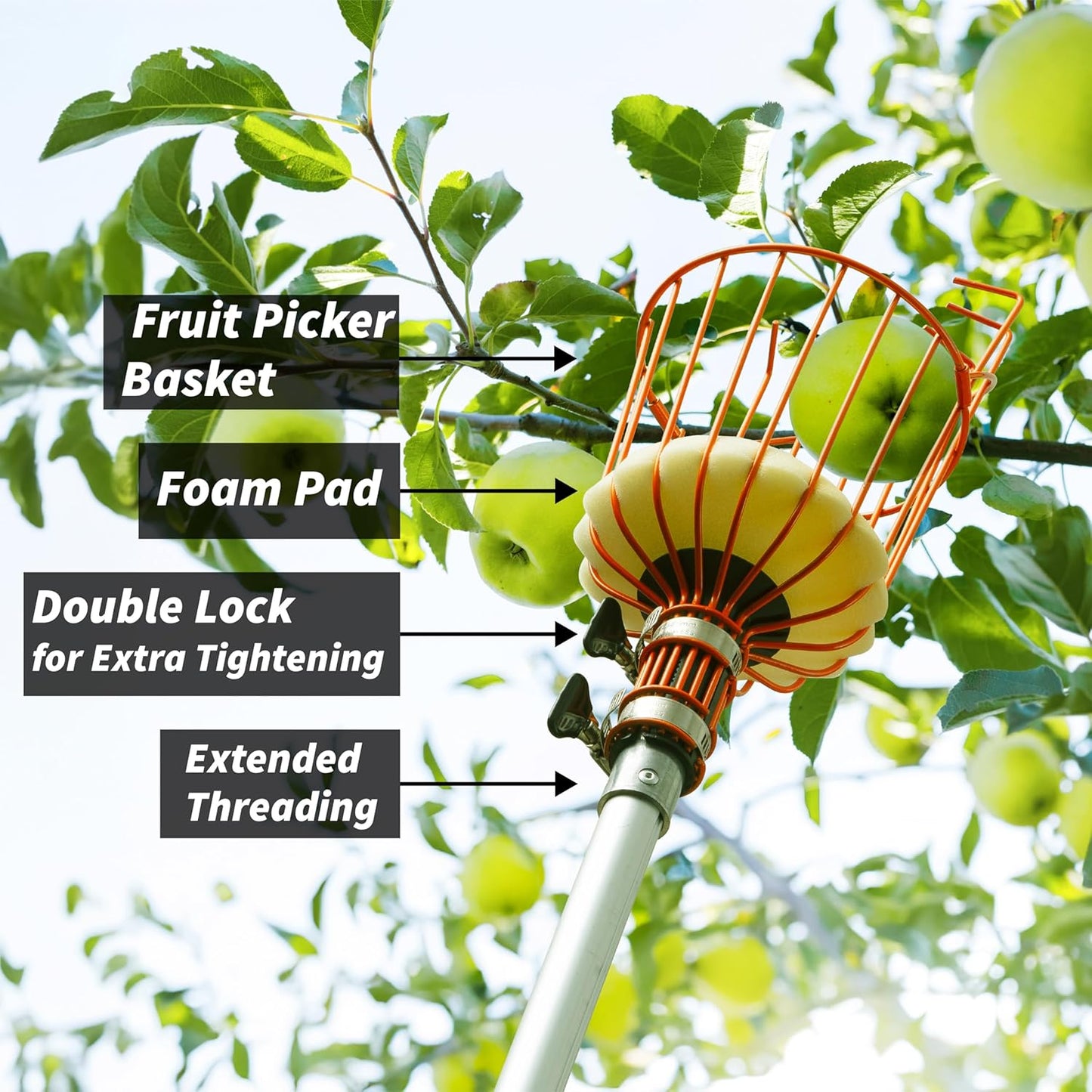 Fruit Picker Pole with Basket Telescoping 5-24 ft Apple Picker Extension Pole // Telescopic Fruit Tree Picker Tool for Picking Orange Mango Avocado Lemon Pear // The Ultimate High-Reach Fruit Grabber