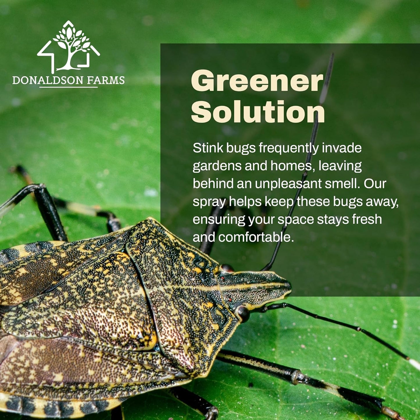 Stink Bug Spray - Naturally Eliminate Stink Bugs for a Refreshing Home Atmosphere, Keeping Unwelcome Intruders at Bay, 16oz