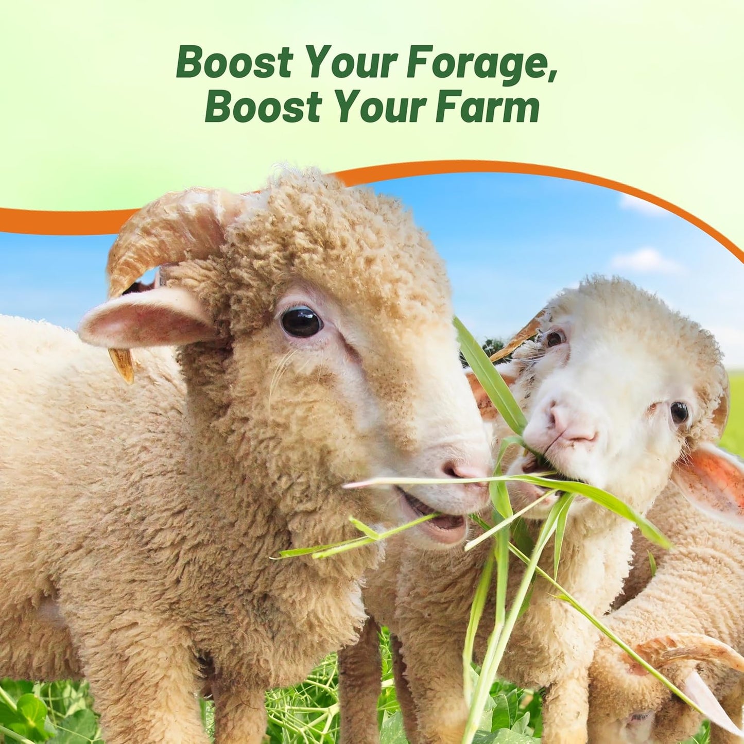 Outsidepride Dundale Spring Field Peas Seeds - 50 lbs. Annual, High-Protein Legume & Cover Crop Seeds for Forage, Food Plot, Gardens & Pastures - Ideal for Improving Soil Health, & Erosion Control