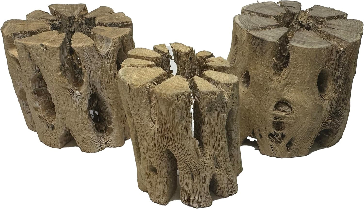 3 Natural Cholla Wood Air Plant Display Holders 2 inch Individually Unique Round Decorative Stands