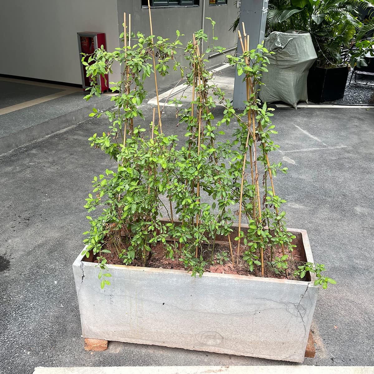 Plant Stakes,16 Inches Natural Garden Bamboo Sticks,BOVITRO 20Pcs Plant Support Stakes for Tomatoes,Beans,Vegetable and Potted Plants