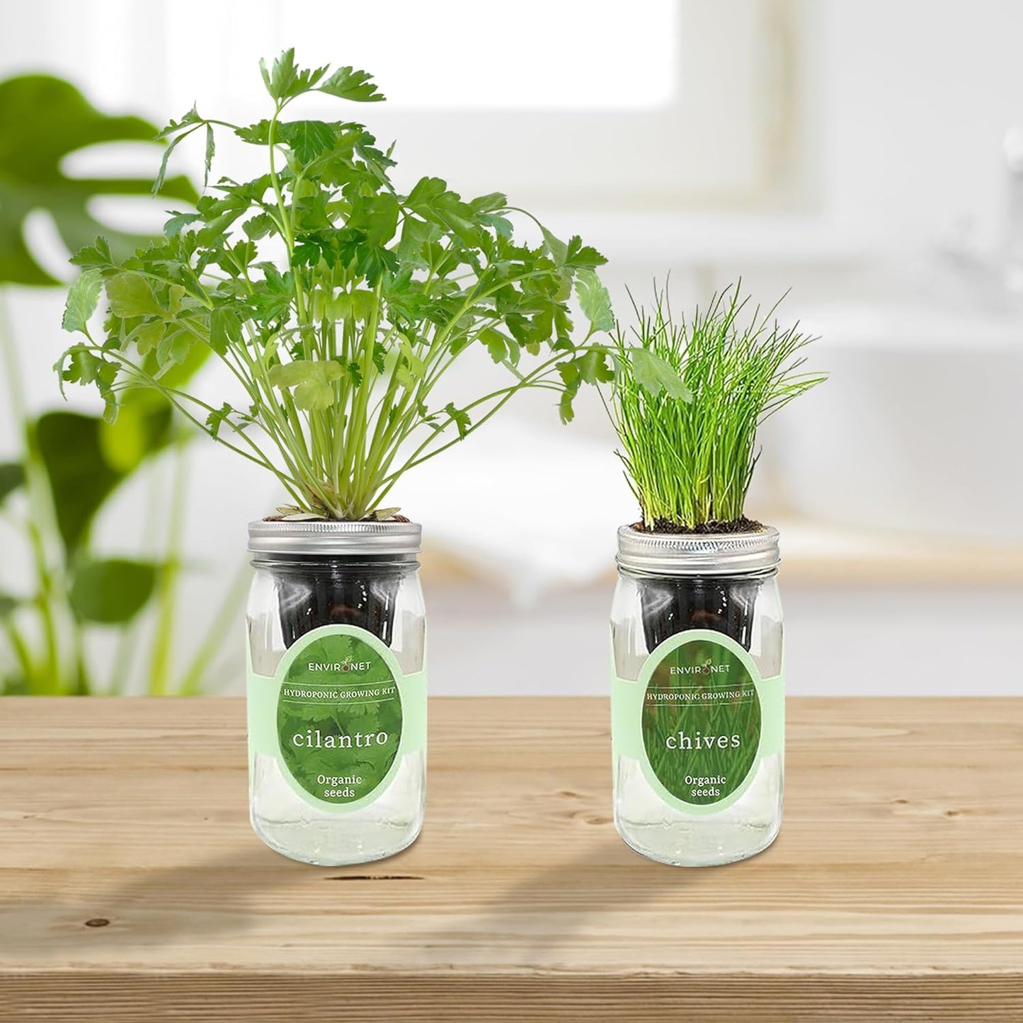 2-Pack Hydroponic Mason Jar Herb Garden Kit, Indoor Herb Garden Self-Watering Starter Kit (Cilantro,Chives)