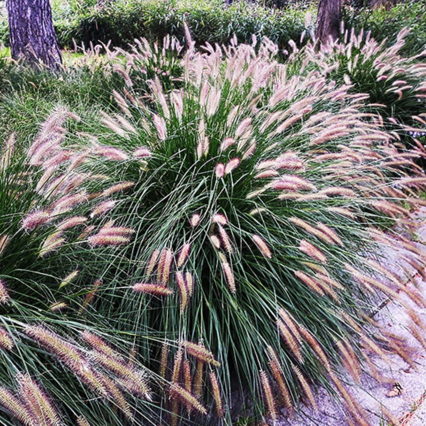 Pack 3 Fountain Grass Plants Live, 5-9 Inch Tall, Ornamental Grasses Live Plants Perennial, Well-Rooted Perennial Grass Clumps (Pink Rose Fountain Grass)