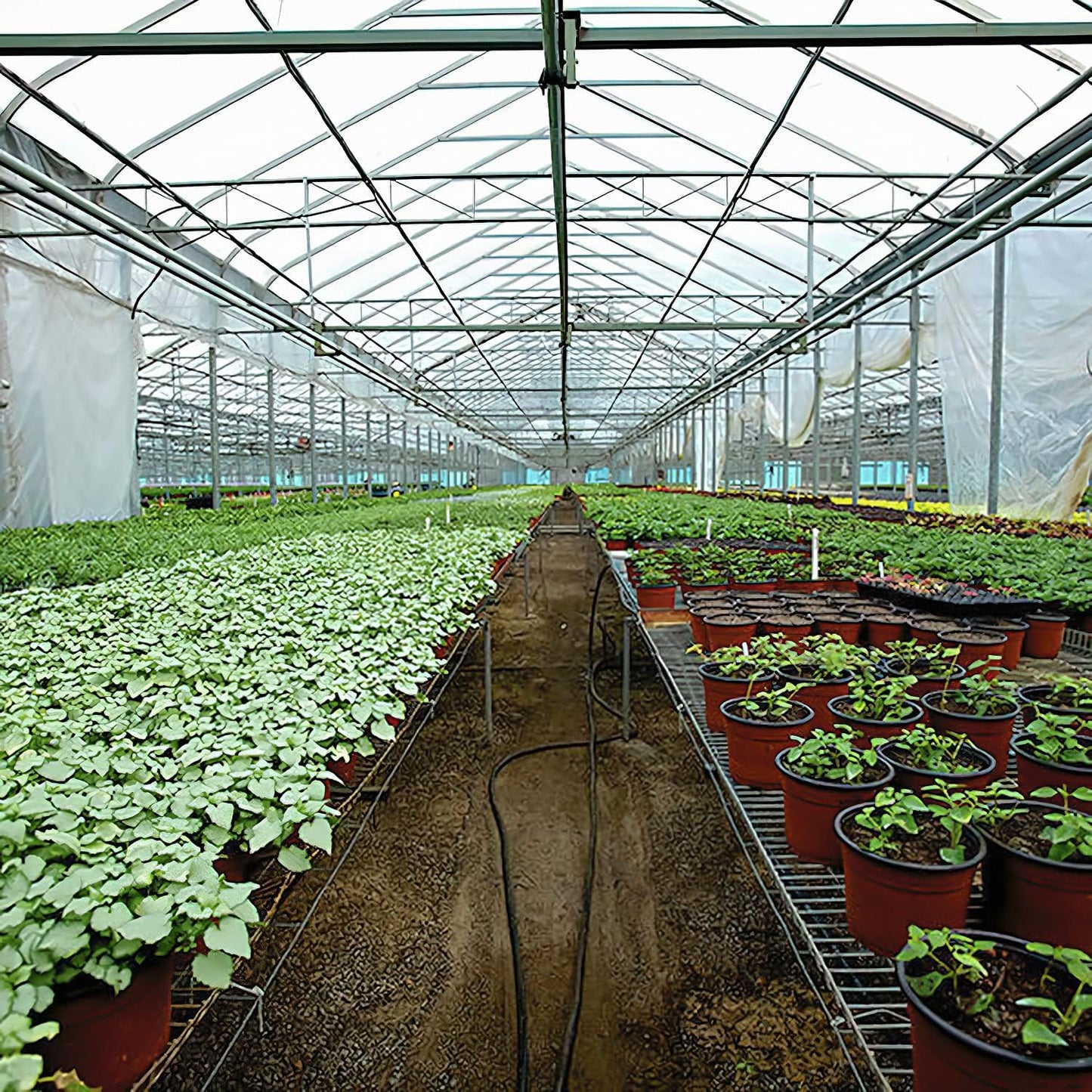 Greenhouse Plastic Sheeting 24x25 ft, 6 mil Thickness Replacement Cover, UV Resistant