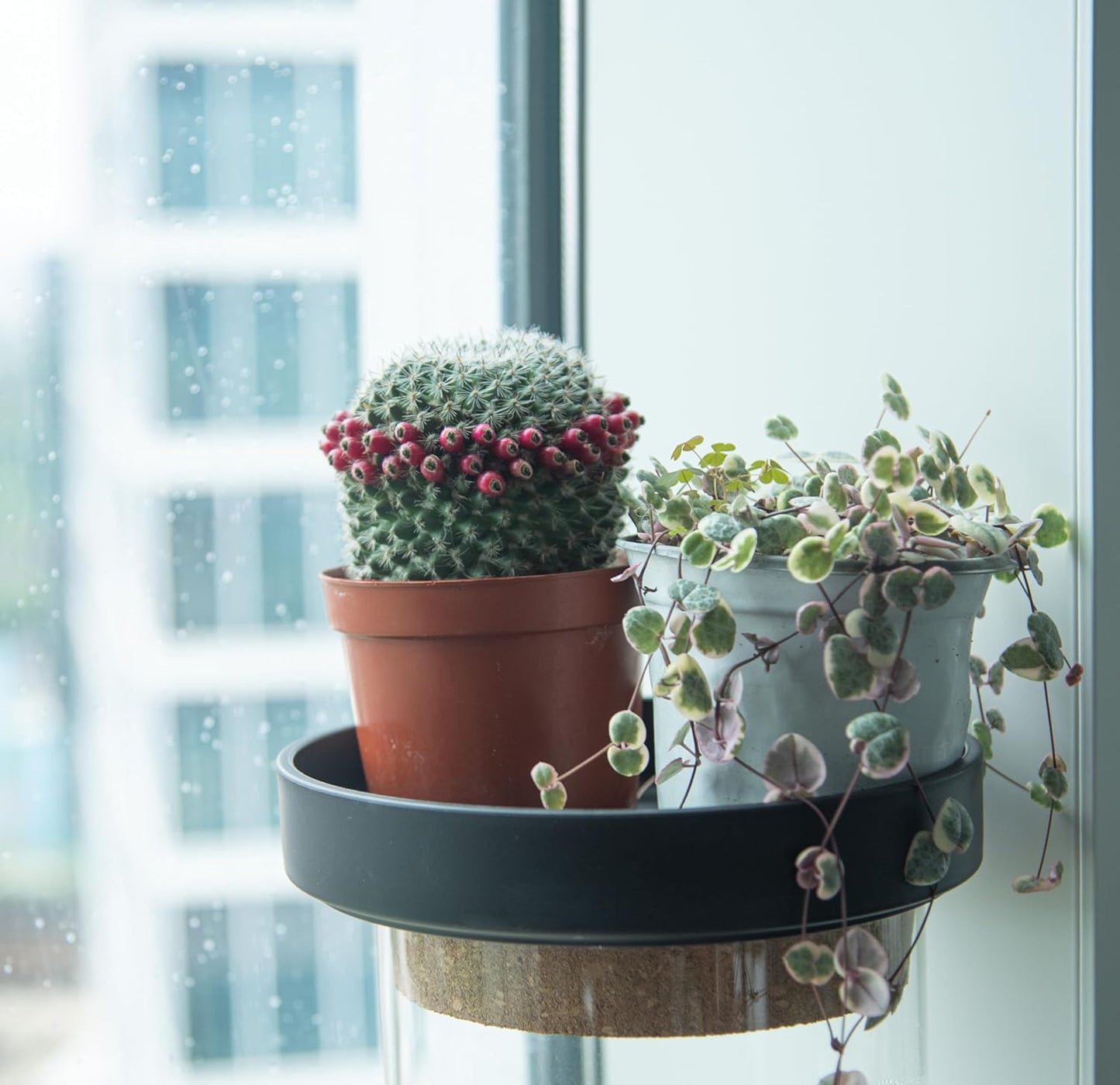 Phoenix Vine 8 Inch Plastic Plant Saucer Water Drip Tray, Heavy Sturdy Round Plant Drainage Tray for Indoors Outdoor, Set of 2, Matte Black, 21-TY-8B-2