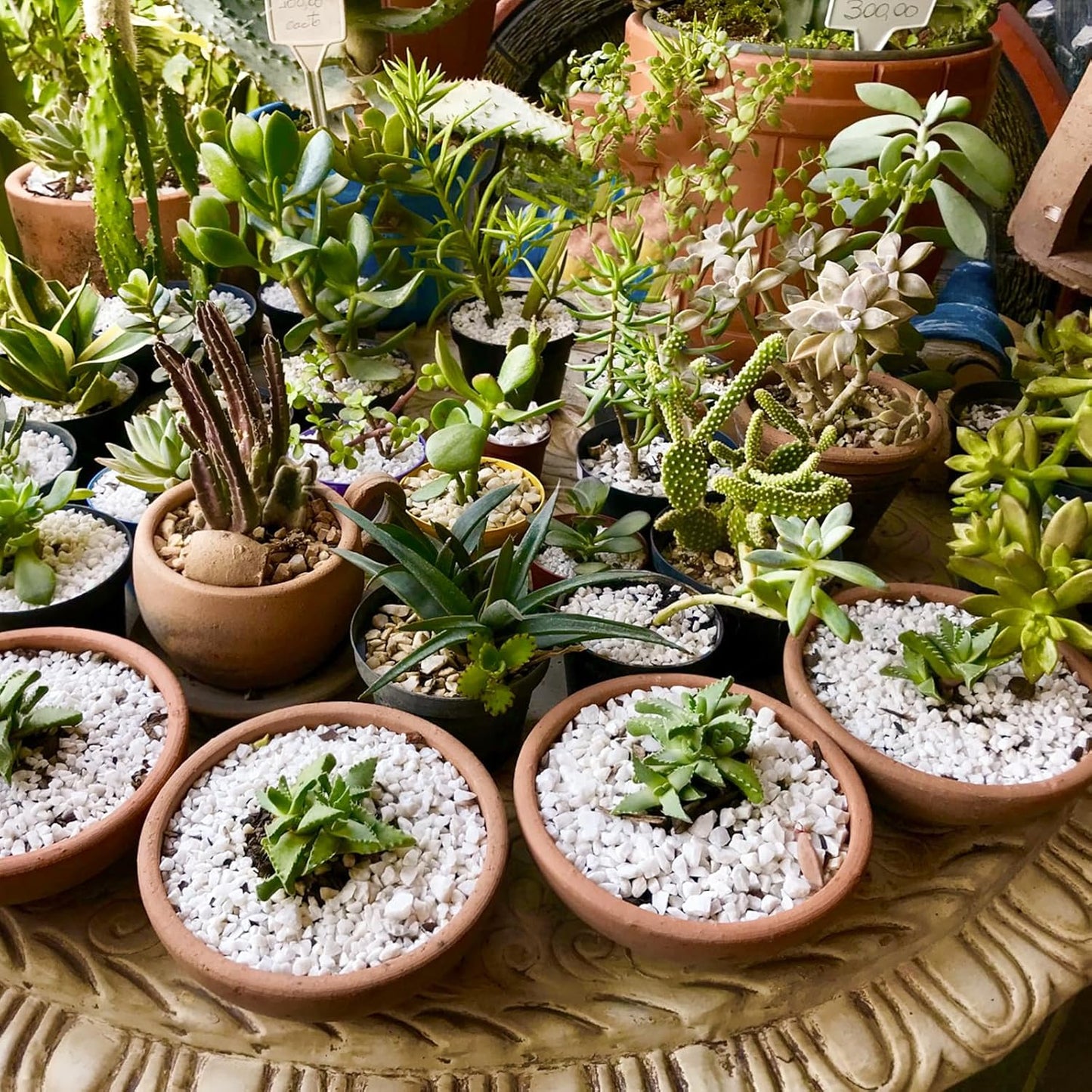 Horticultural Perlite for Plants 1qt, All Natural Horticultural Soil Additive Conditioner Mix, Improve Ventilation and Drainage, Enhance Soil Health and Root Growth