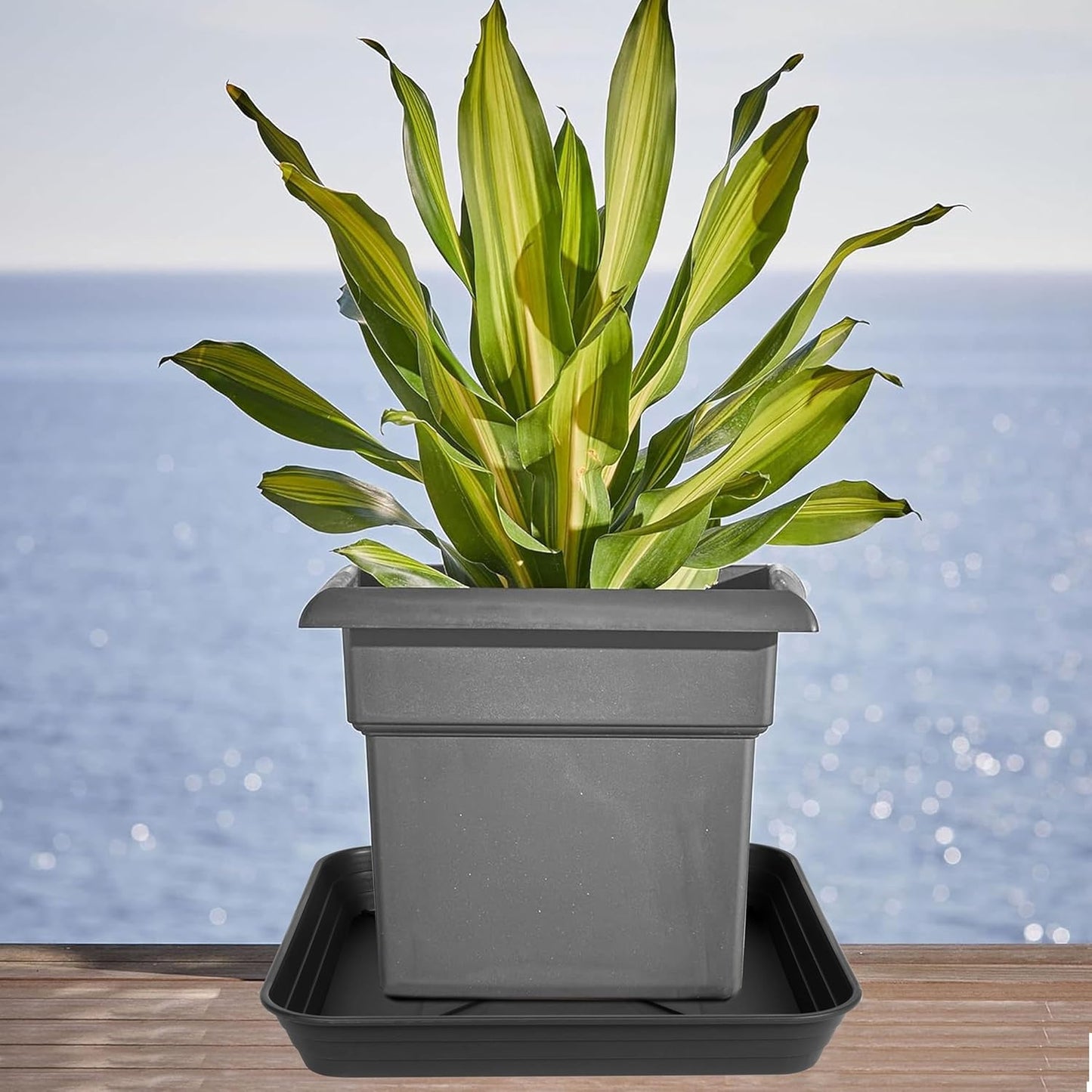 2 Pack Square Plant Saucer Tray 16 inch, Heavy Duty Plastic Plant Saucers for Indoors Outdoor, Flower Plant Drip Trays for Pots, Square Seed Starting Tray, Seedling Growing Trays