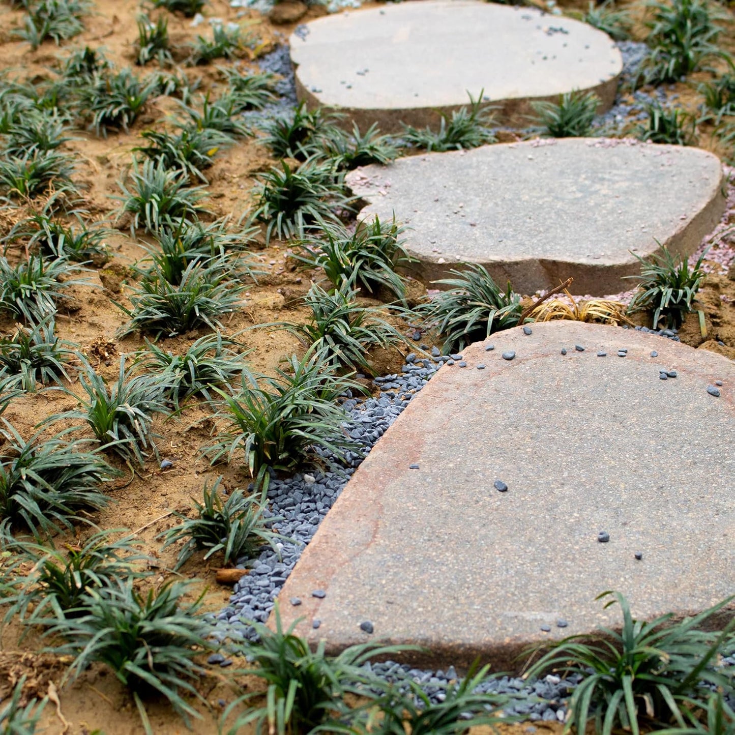 3lb Black Cactus Pea Gravel Rocks,1/4 Inch Pebbles for Indoor Plants, Natural Succulent Rock and River Rocks Decorative for Aquariums, Vases, Outdoor Gardening, Top Dressing for Potted Plants