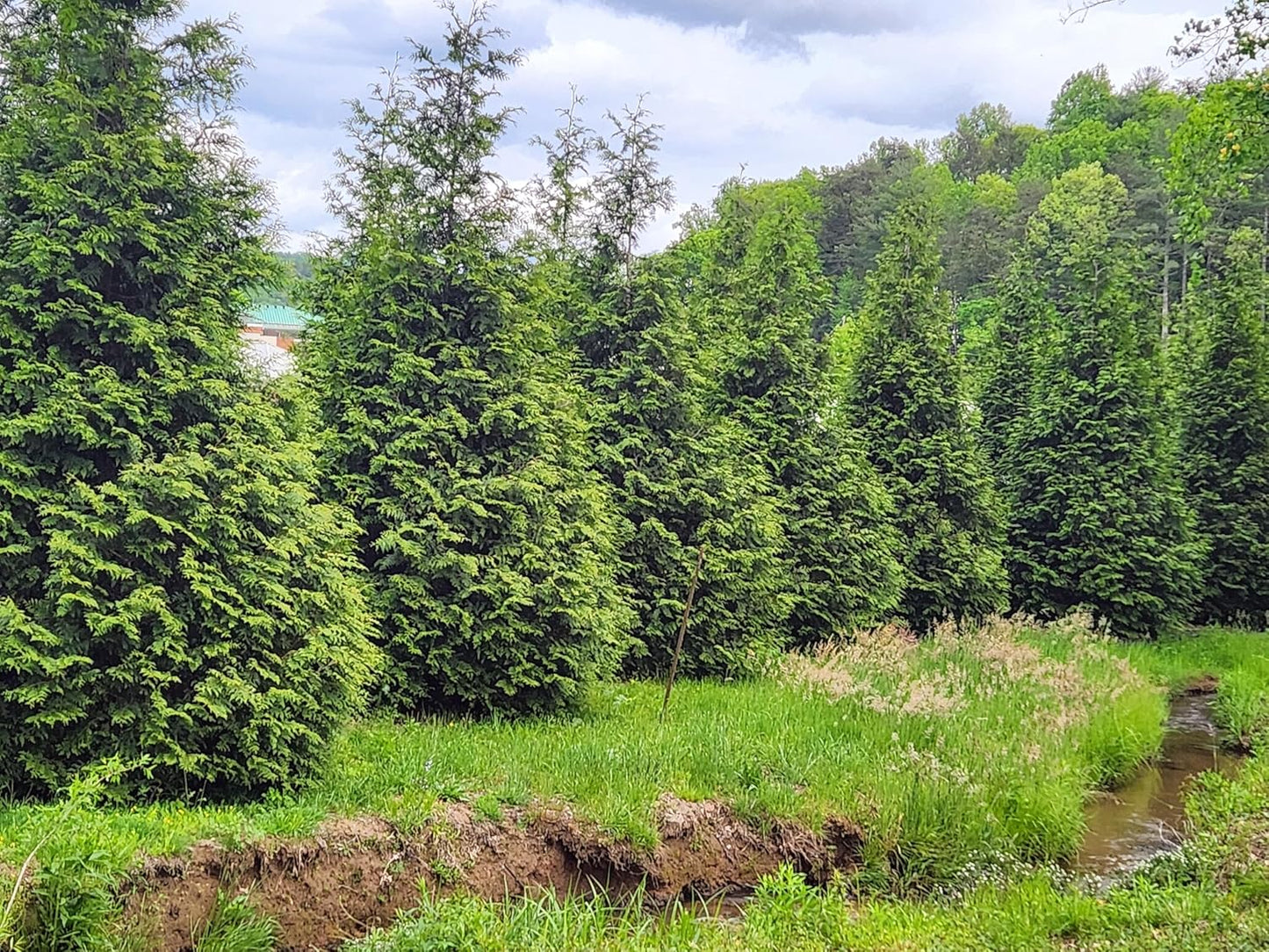 Thuja Green Giant Arborvitae Lot of 4, Quart Pot