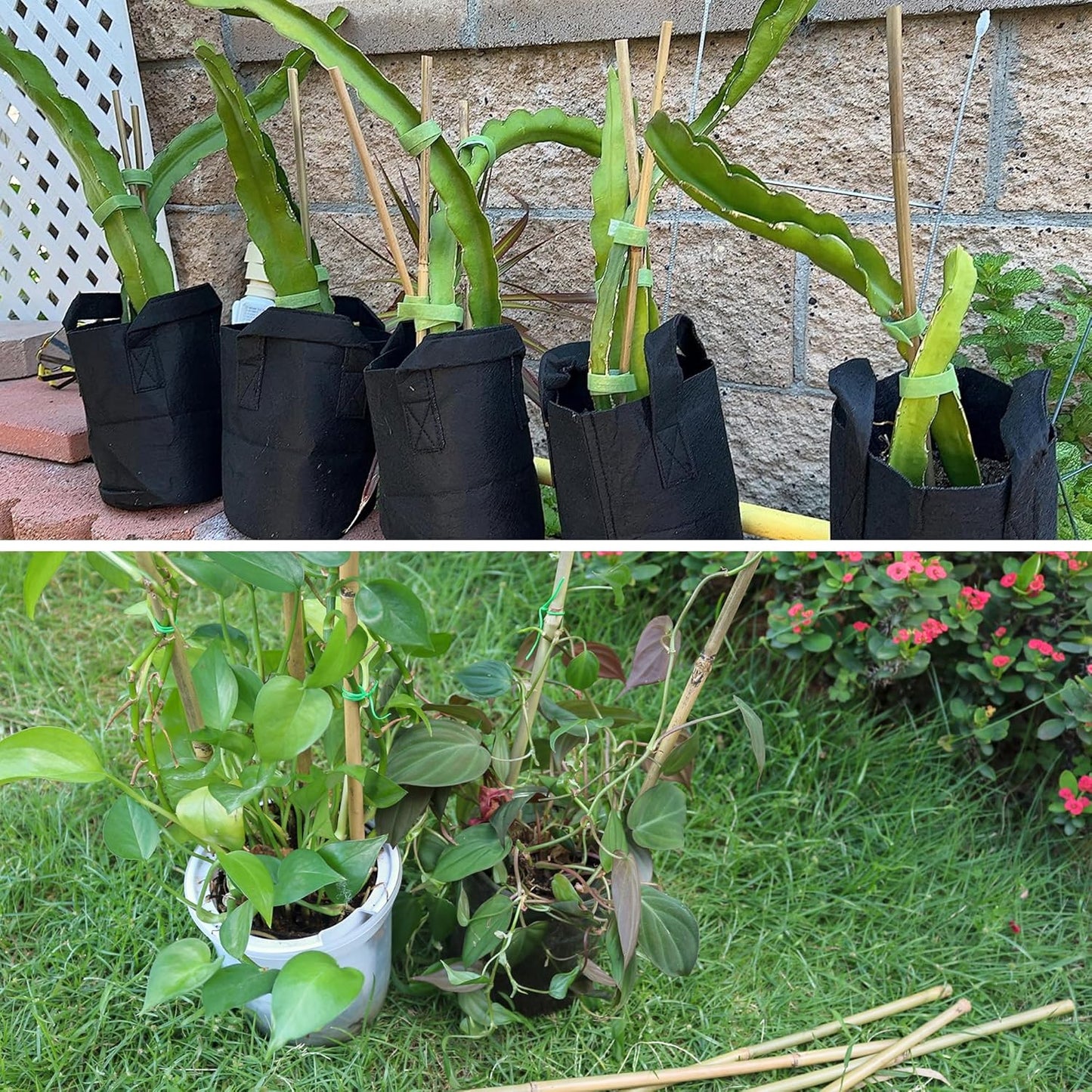 50Pcs / 2ft Bamboo Plant Stakes for Indoor Outdoor Plants, Garden Plant Support Sticks, Poles for Tomato Vegetables Beans Trees Potted Climbing Plants(0.32'')