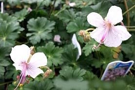 Greenwood Nursery: Live Perennial Plants - 'Biokovo' Cranesbill + Geranium x Cantabrigiense - [Qty: 2X Pint Pots] - (Click for Other Available Plants/Quantities)