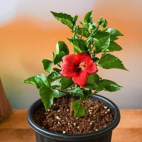 Pink Hibiscus. rosa-sinensis. Live Plant - Tropical Blooming Hibiscus, Pretty Flowers, Used in Tea and Juice (2 Pink Hibiscus sacs)