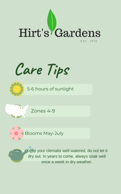 Harlequin Variegated Honeysuckle Vine - Lonicera - 2.5" Pot