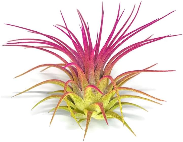 Rainbow 3 Pack, Ionantha Guatemala Tillandsia Air Plant, Live Airplant, Healthy Arrival Guaranteed, Great Indoor Plant, Home Decor & Gift