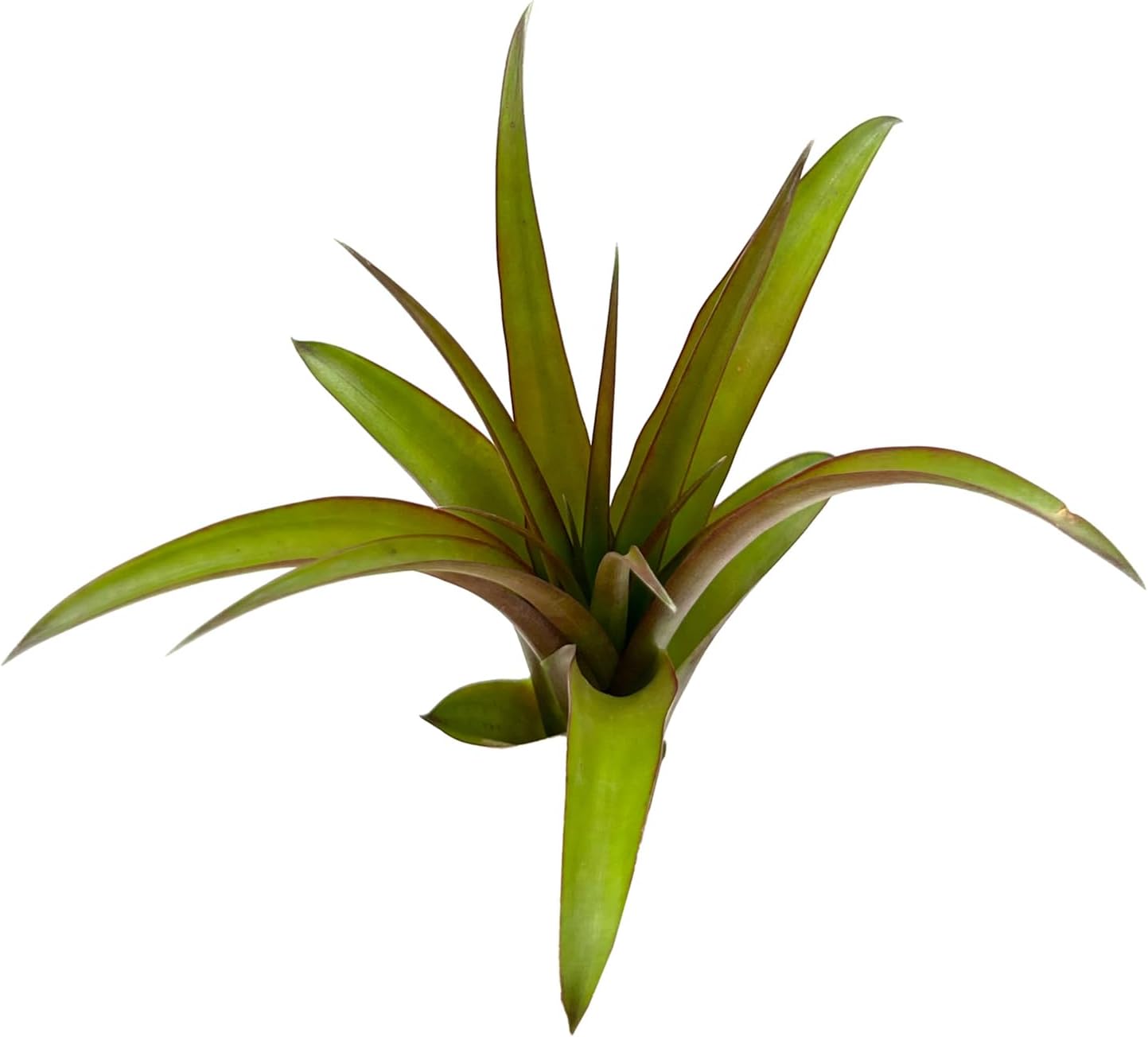 Air Plants - Tillandsia Red Capitata, Large 5-7” - 2 ct - Live Arrival Guaranteed - House Plants for Home Decor & Gift