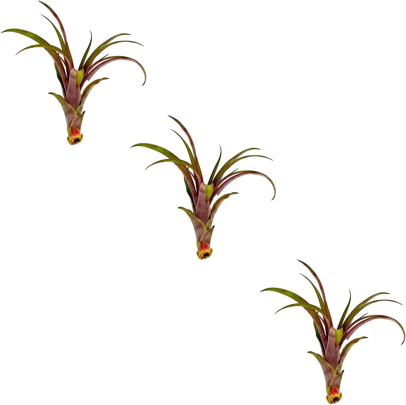 Air Plants - Tillandsia Red Capitata, Large 5-7” - 3 ct - Live Arrival Guaranteed - House Plants for Home Decor & Gift