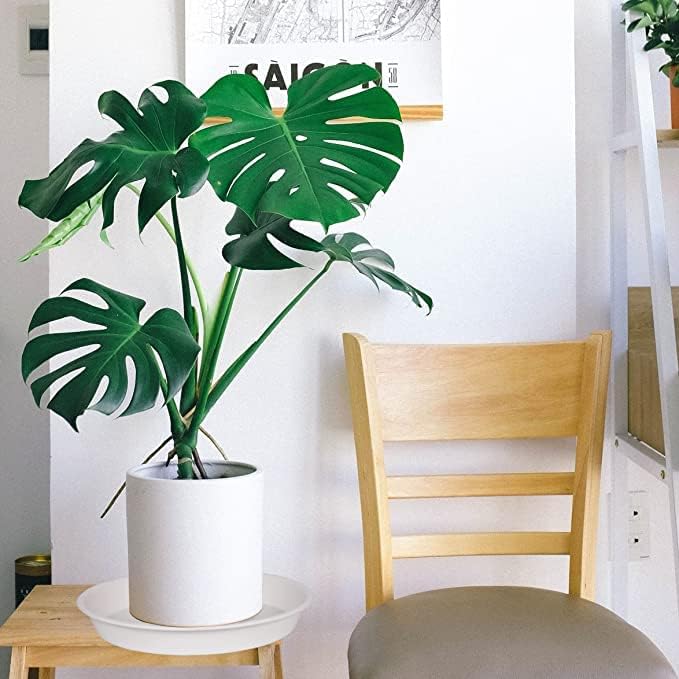 6 Pack of 8 inch Plant Saucer, Heavy Duty Plastic Plant Drip Trays 8" Round, Plant Dishes Saucer, Flower Plant Water Trays for Indoors, Plate for Planter 7-9" (8 inch, Creamy White)