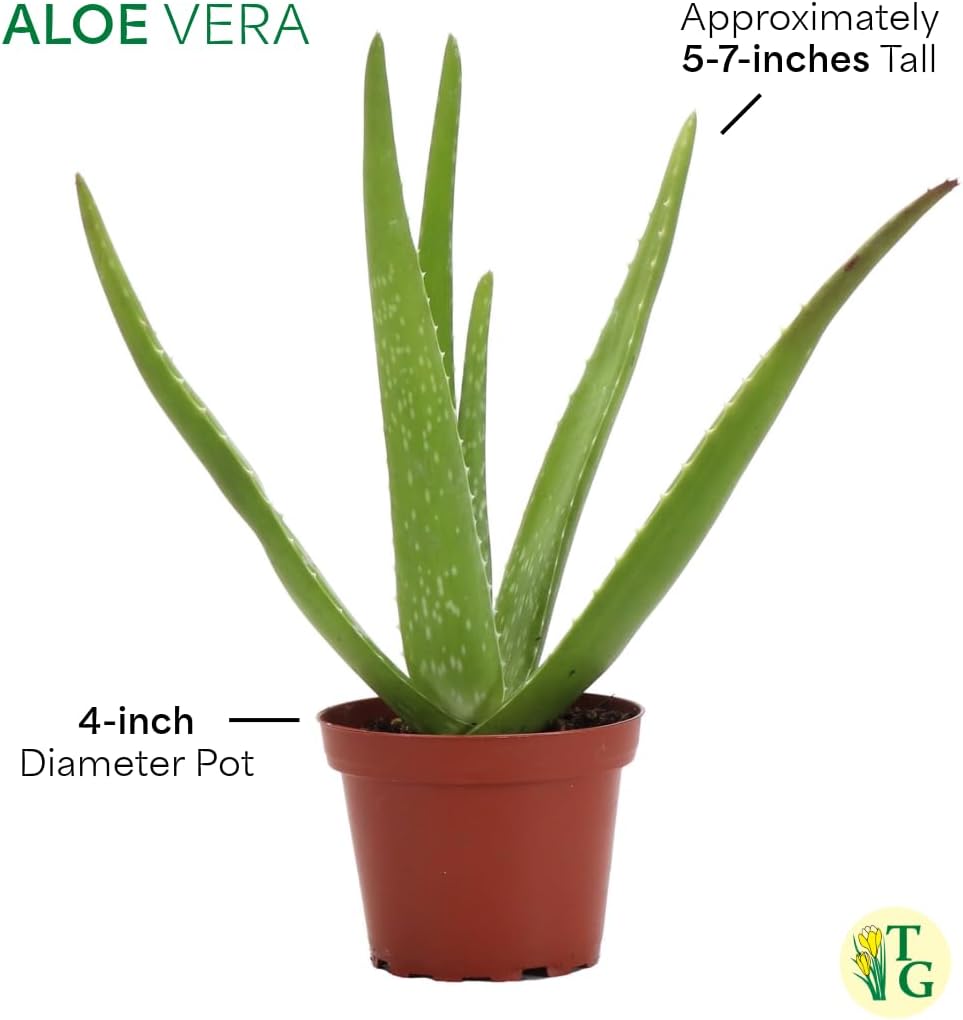 Thorsen's Greenhouse Aloe Vera, Live Indoor Plant, Aloe barbadensis, Easy to Grow, Succulent, Natural Air Purifier, 4" Diameter Pot (Terra Cotta)