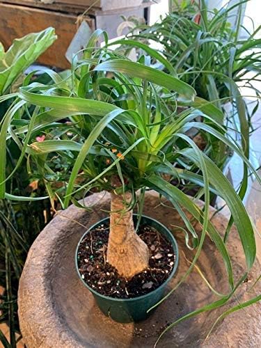 Ponytail Palm - 3 Live Plants in 6 Inch Growers Pots - Beaucarnea Recurvata - Beautiful Clean Air Indoor Succulent Houseplant