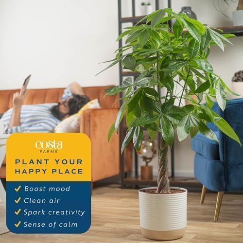 Costa Farms Money Tree Live Plants, Pack of 2 | Easy to Grow Indoor Houseplants in 10-Inch Plant Pots | 3-4 Feet Tall Bonsai | Home, Office, or Room Decor | Birthday, Housewarming Gift