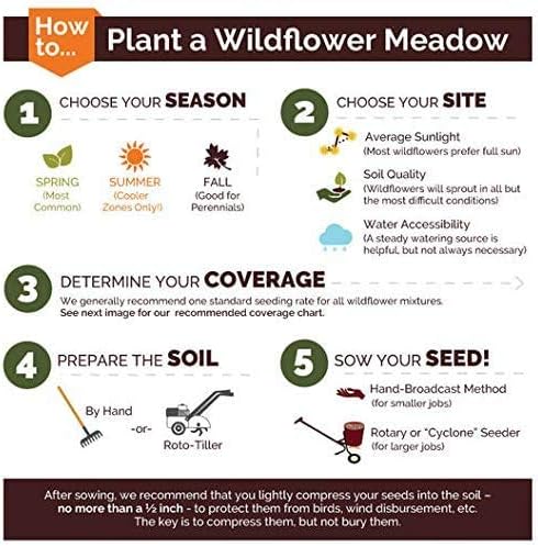 Dirt Goddess Super Seeds ~ Annual Gaillardia Blanket Flower Seed (1/2 Lb) Gaillardia pulchella Non GMO Bulk