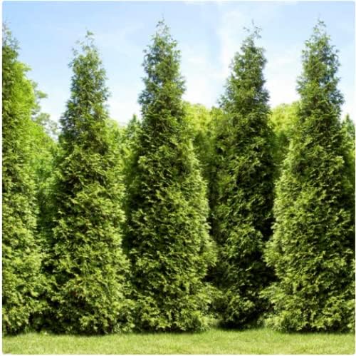 Brighter Blooms - Junior Giant Thuja Tree, 1-2 ft. - No Shipping to AZ