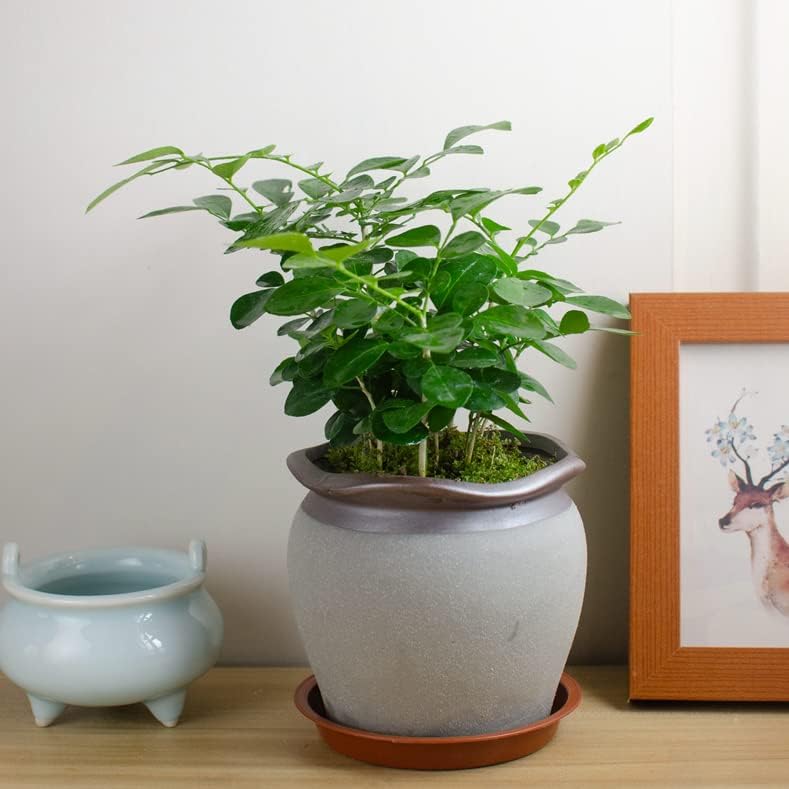 2 Pack of 12 inch Plant Saucer, Bird Bath Bowl 12 inch, Plant Tray for Pots, Flower Plant Saucers for Indoors, Plant Trays for Planter 11"/12" (12 inch, Terracotta)