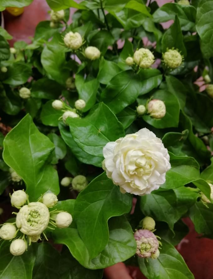Grand Duke Jasmine Live Plant Double Jasmine Shurb White Jasmines Flowers Bush Frangant Flower Plant 1 Feet Tall in 3 Inch Pot