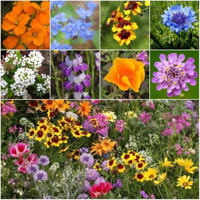 Seed Needs Low Growing Wildflower Flower Seeds for Planting | 5 Packs (1 Ounce Each) Mixture/Blend 17 Varieties | Resealable Package Multicolored Blooms Open Pollinated Mixed Species | Bulk