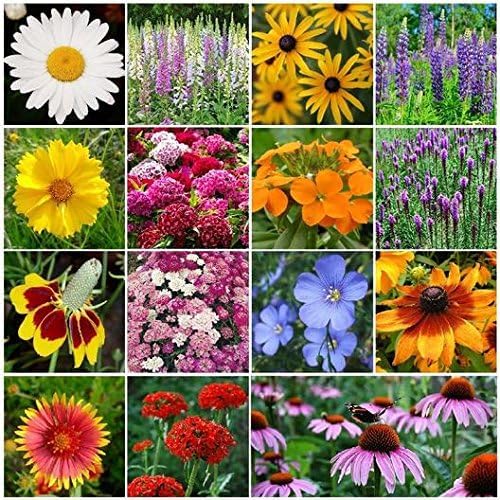 Dirt Goddess Super Seeds~ All Perennial Wildflower Seed Mix (1 LB) 375,000 Seeds