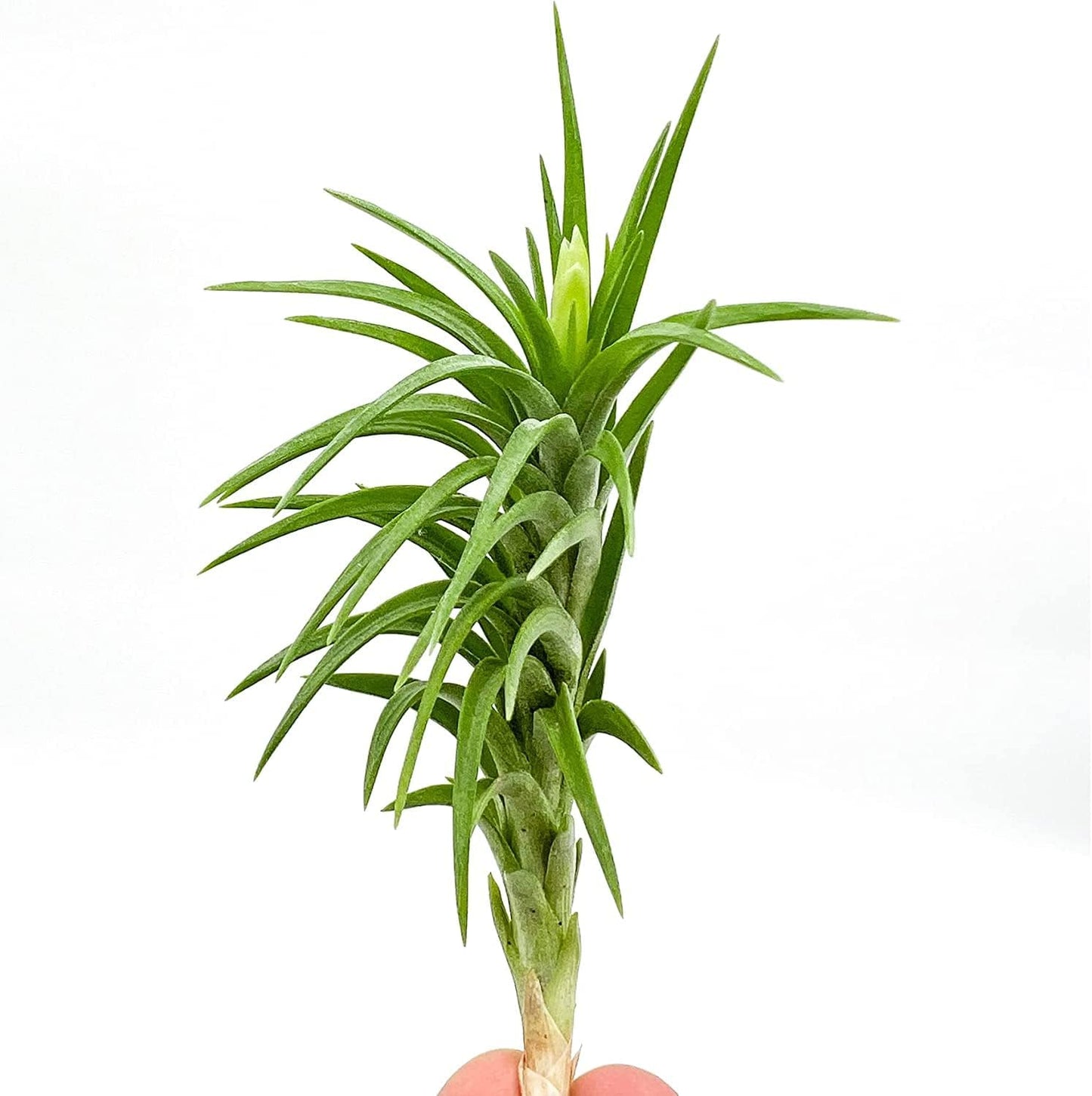 Live Air Plants – Tillandsia Araujei, Large 5” – 5ct – Live Arrival Guaranteed – House Plants for Home Décor & Gift