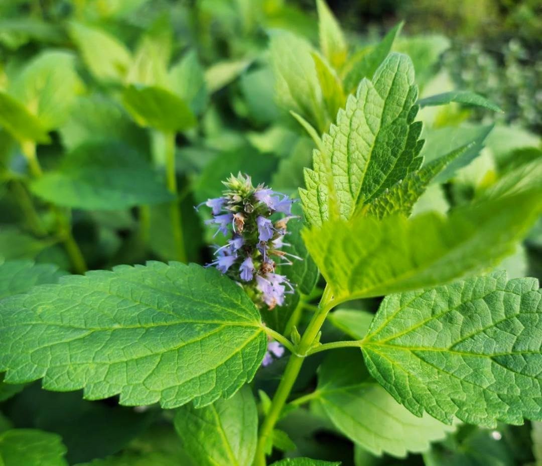 Greenwood Nursery: Live Perennial Plants - Agastache Blue Fortune + Giant Hyssop - [Qty: 2X Pint Pots] - (Click for Other Available Plants/Quantities)