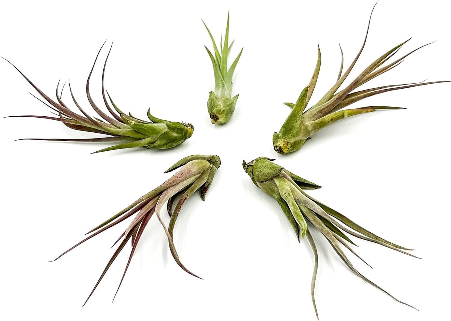 Live Air Plant – Tillandsia Capiput, Jumbo 6-9” - 1ct - Live Arrival Guaranteed - House Plants for Home Decor & Gift